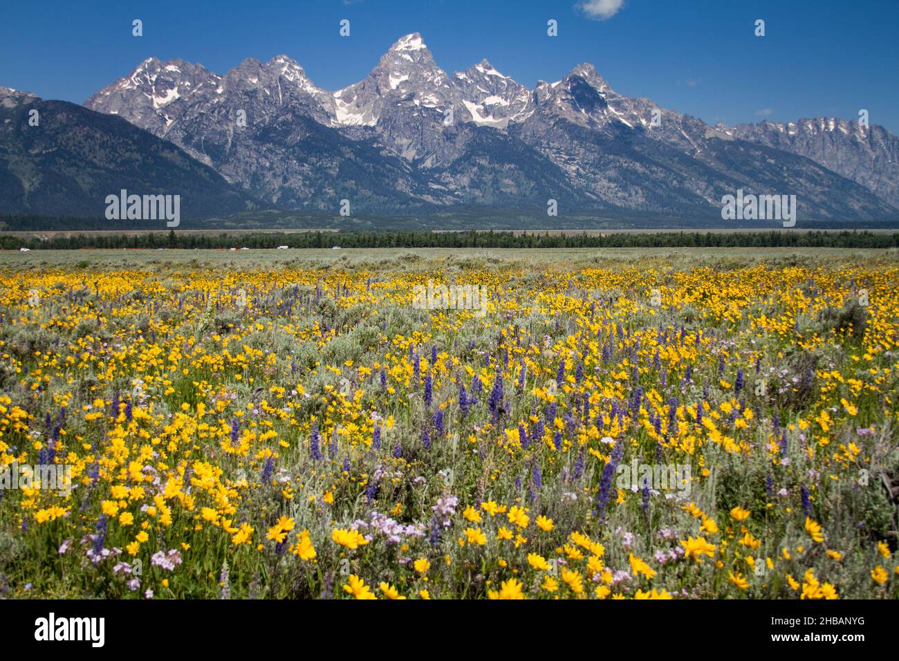 Grand Teton National Park, Wyoming, United States of America. A field of wildflowers  A unique, optimised version of an NPS image, Credit: NPS/D. Restivo Stock Photo