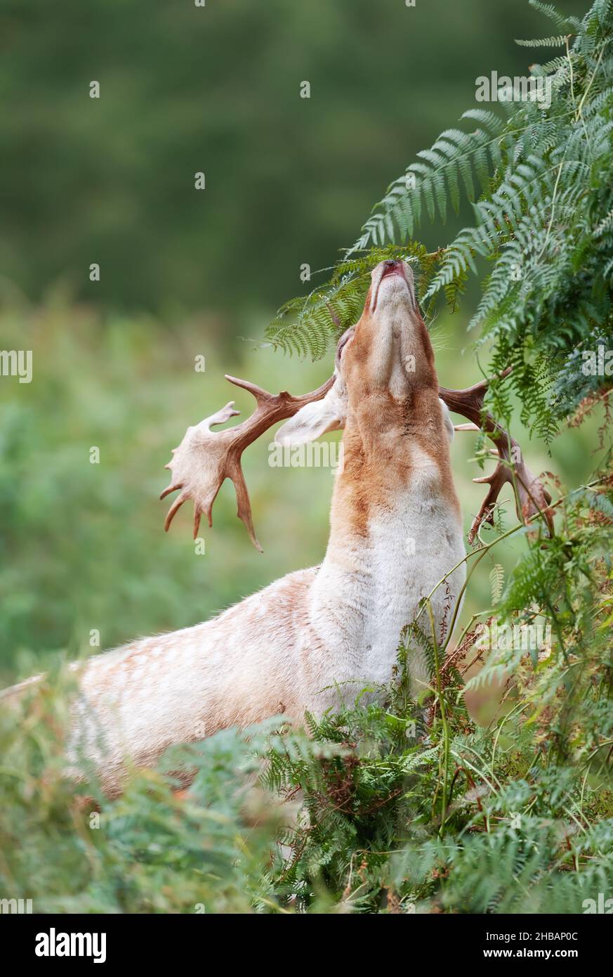 Close-up of a Fallow deer stag smelling bracken in autumn, UK. Stock Photo