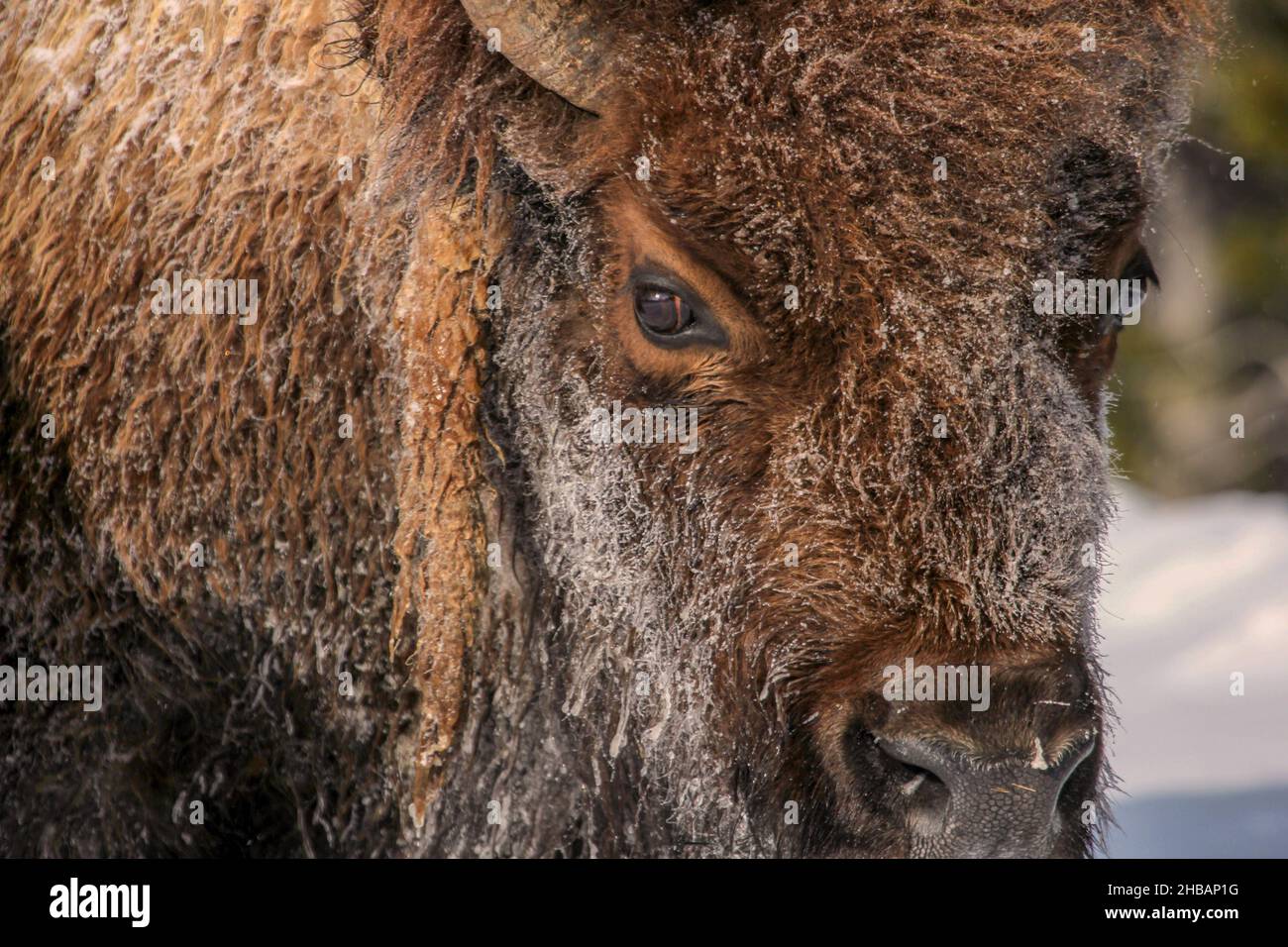 Close up of bison. Cold spring day, Yellowstone National Park, United States of America.  A unique, optimised version of an NPS image, Credit: NPS/D. Restivo Stock Photo