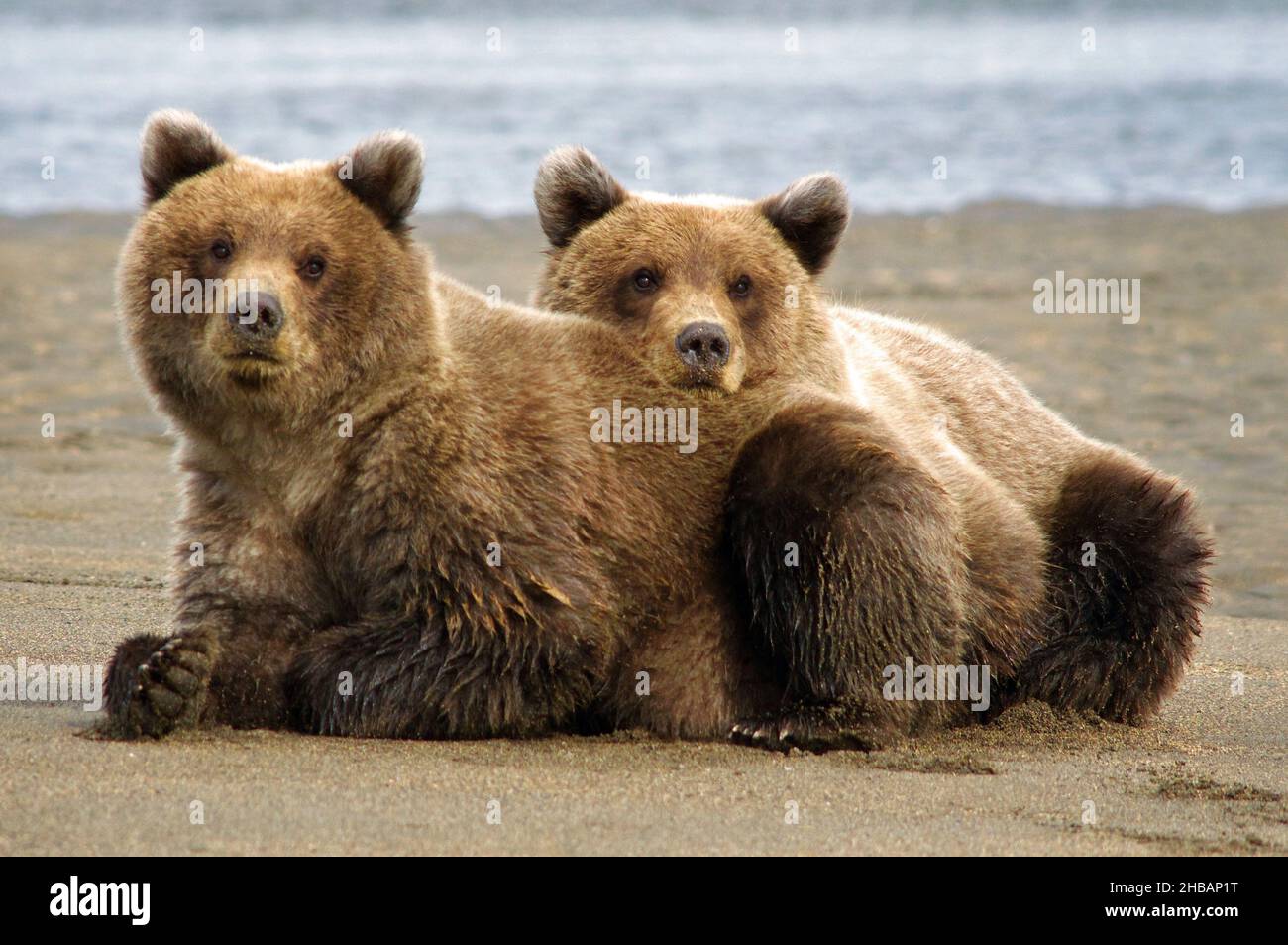 Two bear cubs rest along the beach. Ursus arctos horribilis Lake Clark National Park and Preserve  A unique, optimised version of a NPS image - Credit: NPS Stock Photo