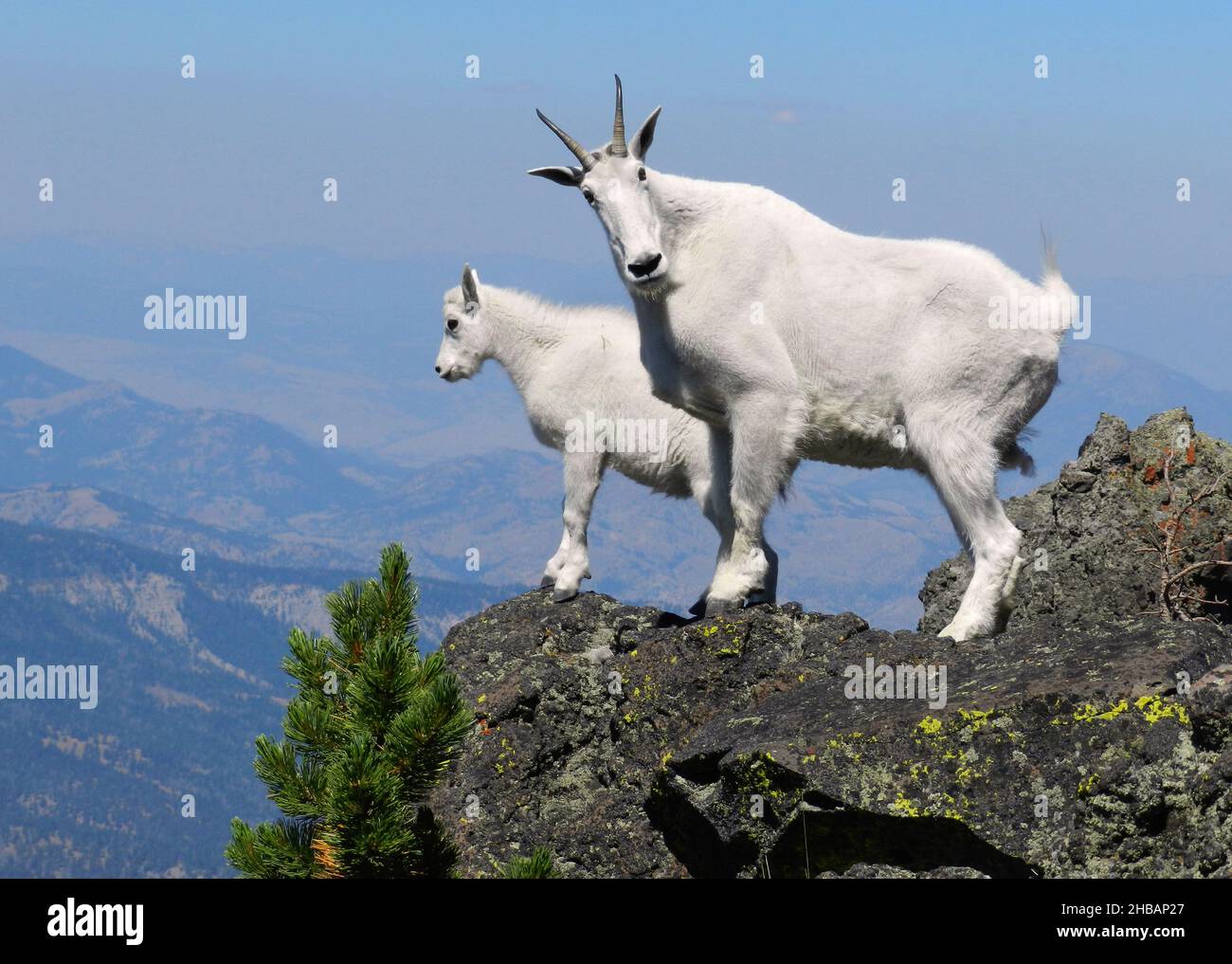Nanny mountain goat with her kid on Sepulcher Mountain, Yellowstone National Park, United States of America.  A unique, optimised version of an NPS image, Credit: NPS/D. Renkin Stock Photo