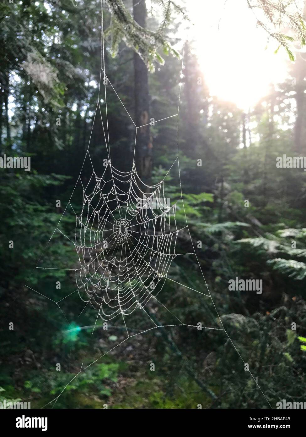 Spider's web in the woods,  Pictured Rocks National Lakeshore, Michigan, United States of America.  A digitally optimised version of a NPS image. Credit: NPS Stock Photo