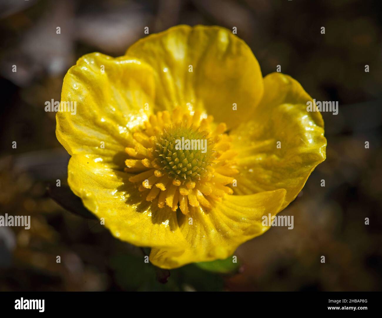 Ranunculus species hi-res stock photography and images - Alamy