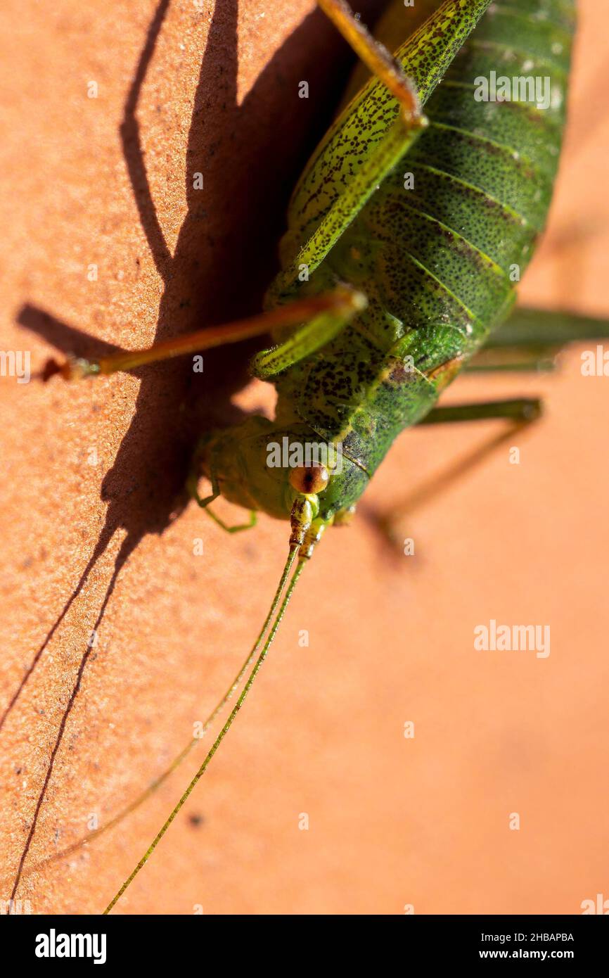 A close up portrait of a green speckled bush cricket or leptophyes ...