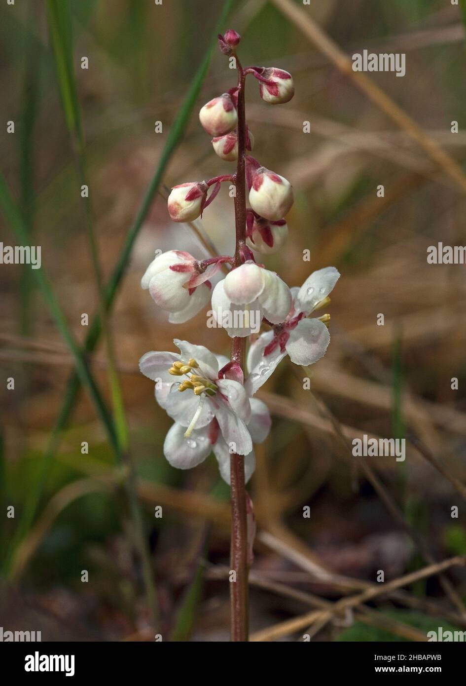 Pyrola grandiflora hi-res stock photography and images - Alamy