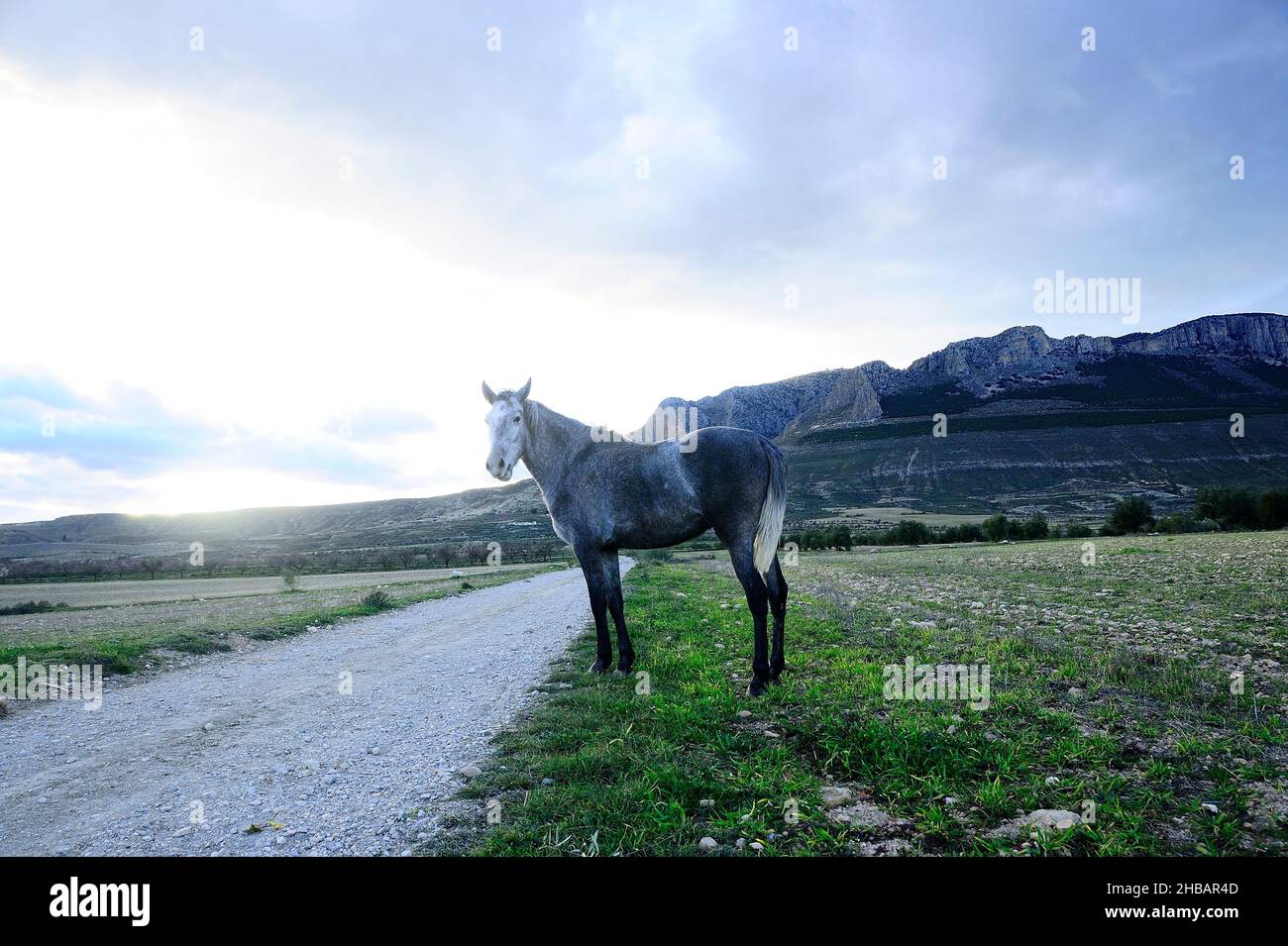 The Horse Is A Domesticated Perissodactyl Mammal Of The Equidae Family 