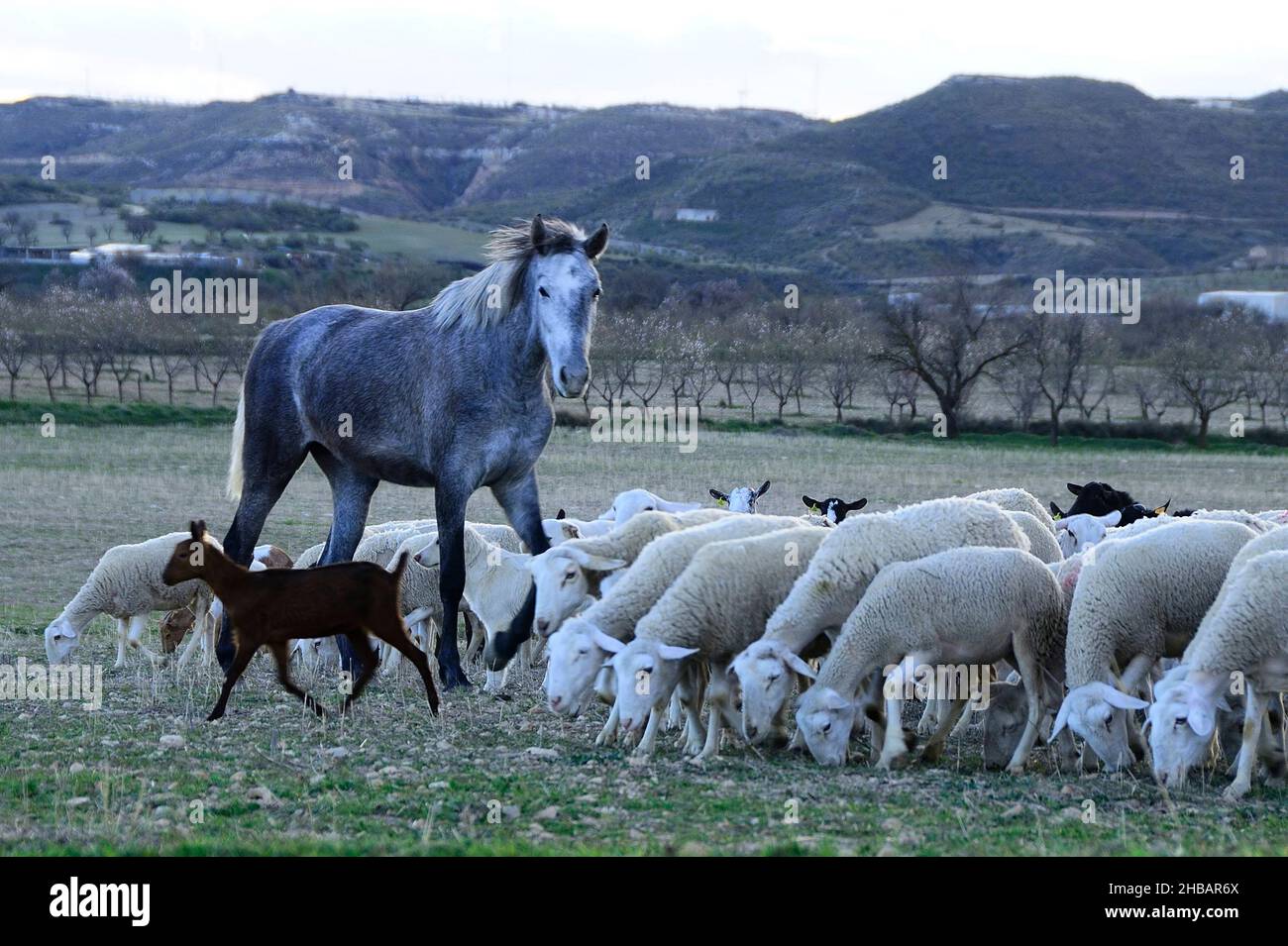 The horse is a domesticated perissodactyl mammal of the equidae family ...