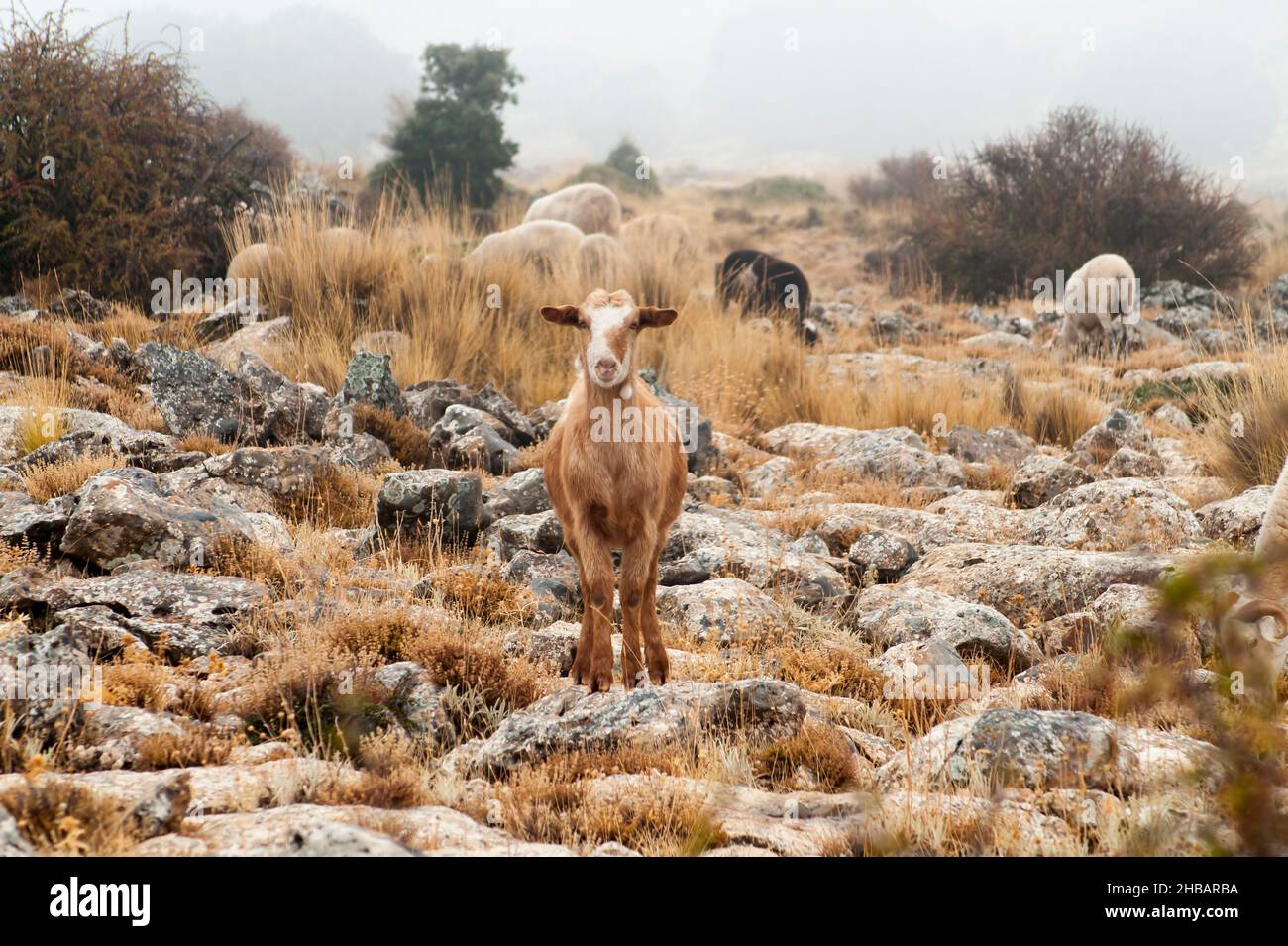 The goat is an artiodactyl mammal - Caprinae subfamily Stock Photo - Alamy