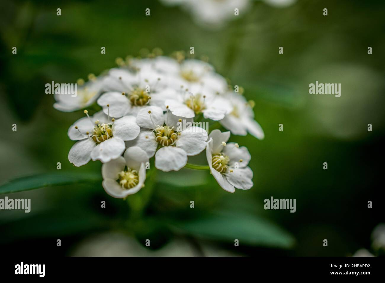A close-up photo of a sweet alyssum flower in spring Stock Photo - Alamy