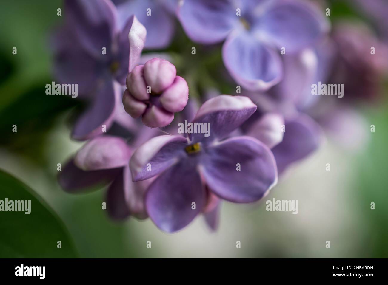 A close-up photo of a purple lilac flower in spring Stock Photo