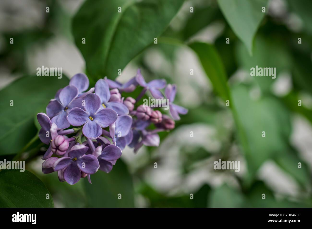 A close-up photo of a purple lilac flower in spring Stock Photo