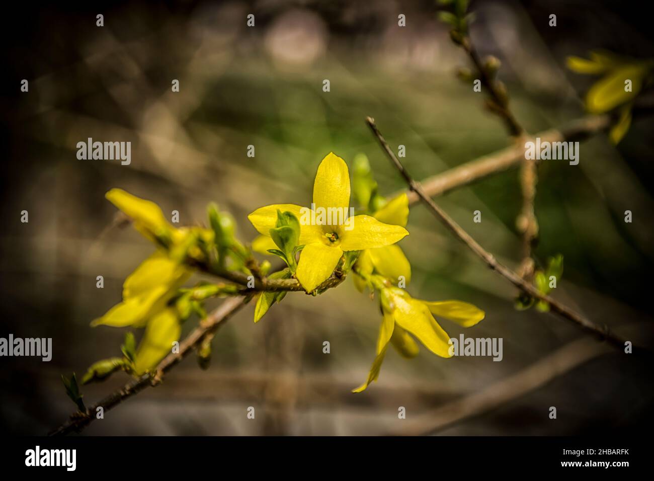 A close-up of yellow forsythia flowers in spring Stock Photo
