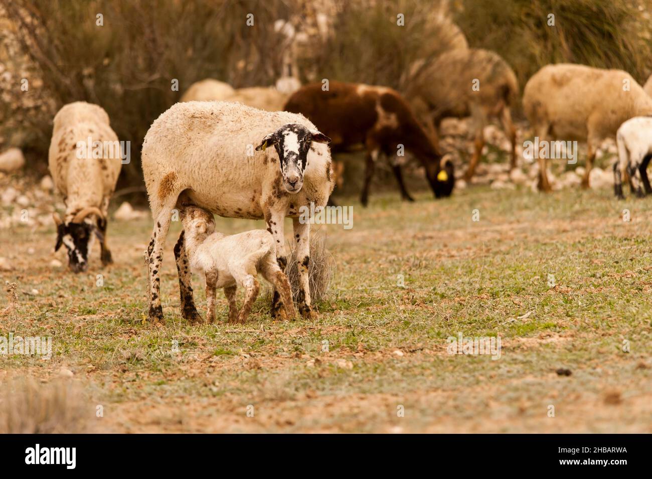 Ovis orientalis aries - The sheep is a domestic quadruped mammal. Stock Photo