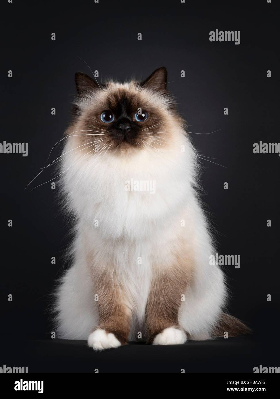 Seal store birman cat