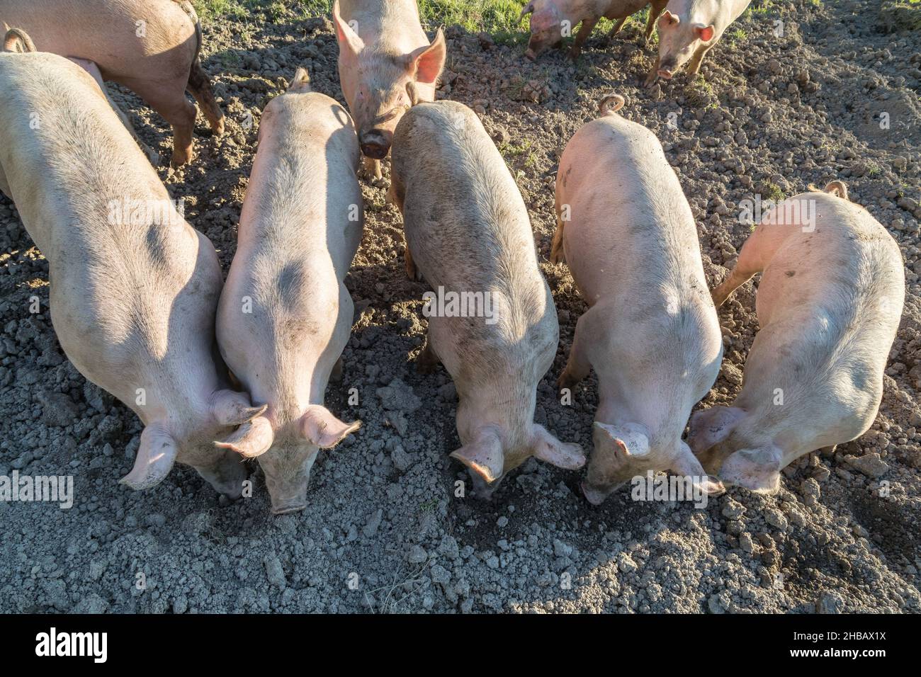 top view of pigs burrowing in the mud Stock Photo