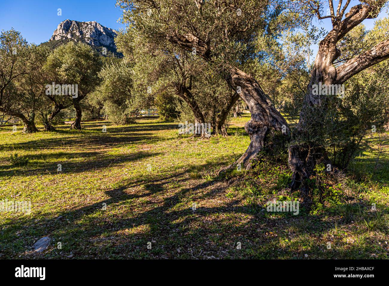 Grove of ancient olive trees (L'Oliveraie de La Farlède) of La Farlède