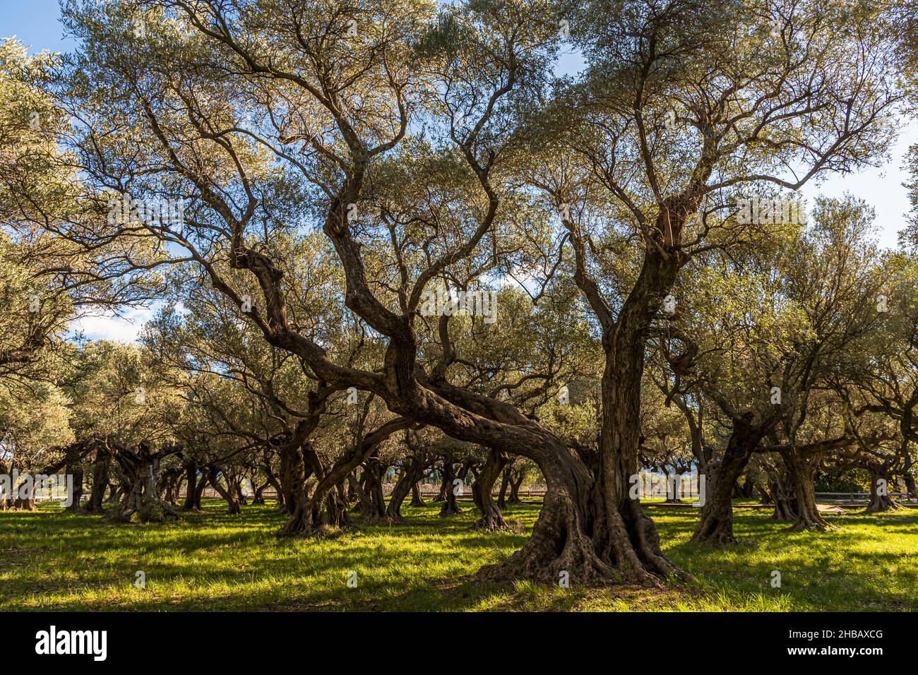 grove-of-ancient-olive-trees-l-oliveraie-de-la-farl-de-of-la-farl-de