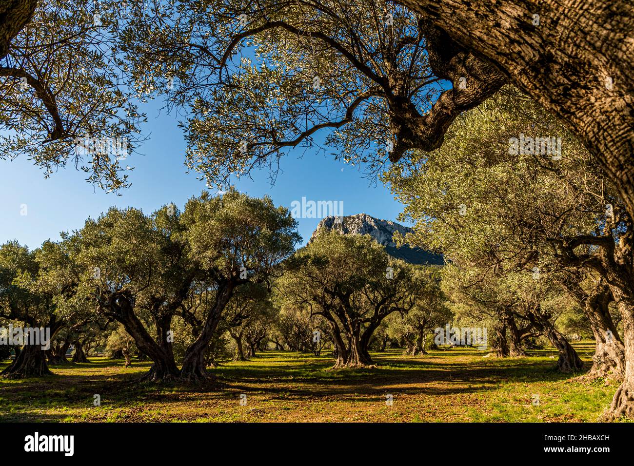 Grove Of Ancient Olive Trees L Oliveraie De La Farl de Of La Farl de grove-of-ancient-olive-trees-l-oliveraie-de-la-farl-de-of-la-farl-de