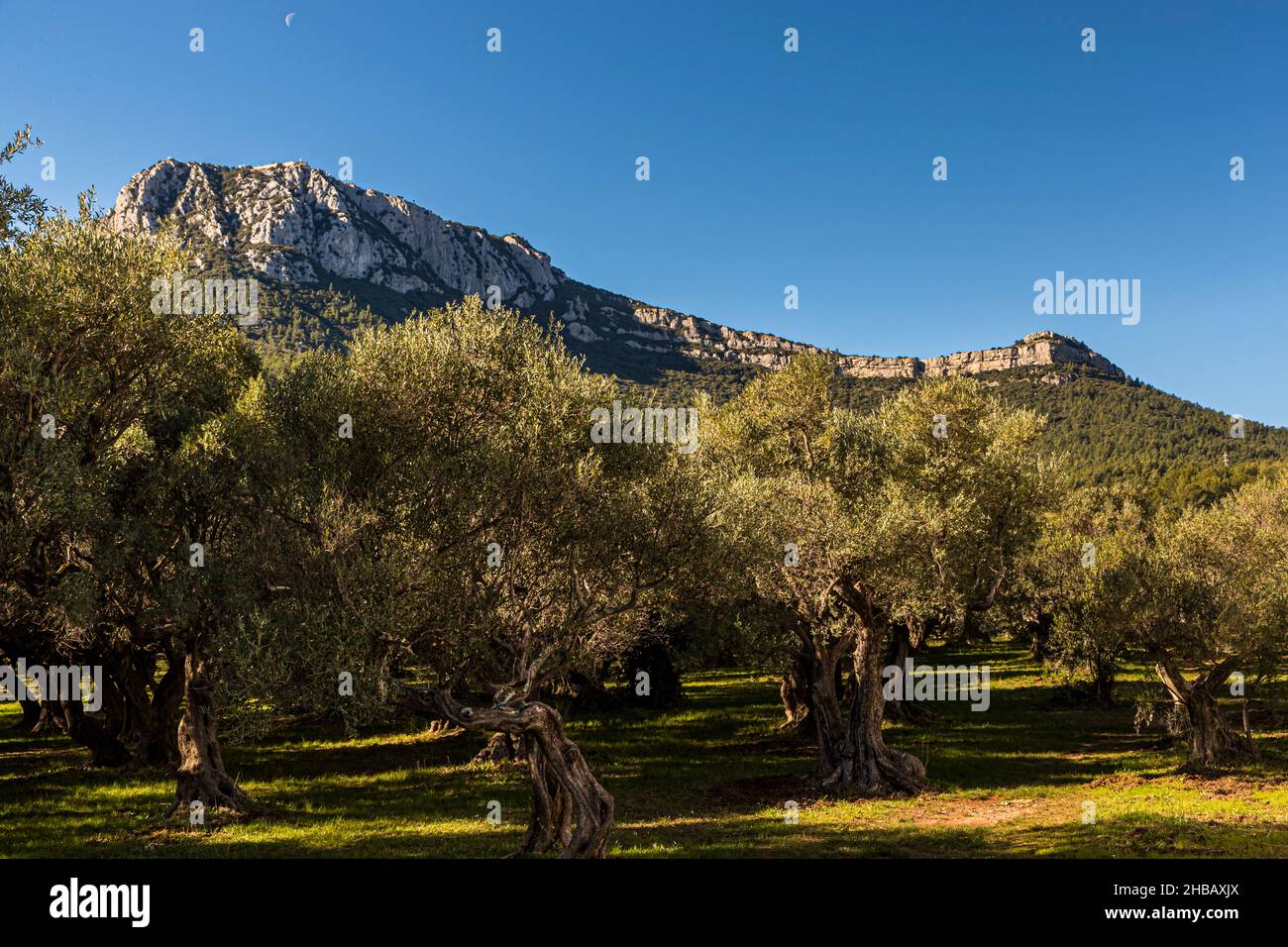 grove-of-ancient-olive-trees-l-oliveraie-de-la-farl-de-of-la-farl-de