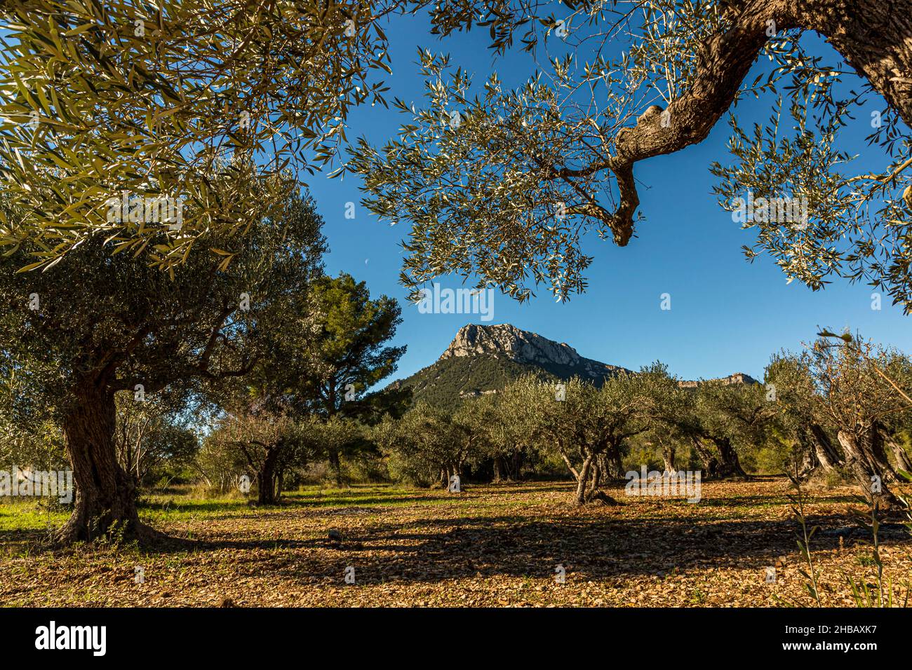 grove-of-ancient-olive-trees-l-oliveraie-de-la-farl-de-of-la-farl-de