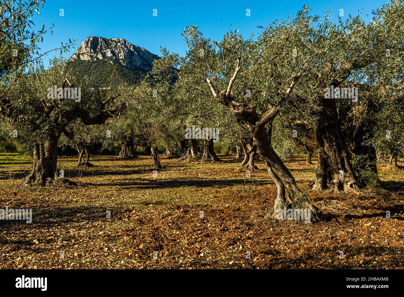 grove-of-ancient-olive-trees-l-oliveraie-de-la-farl-de-of-la-farl-de