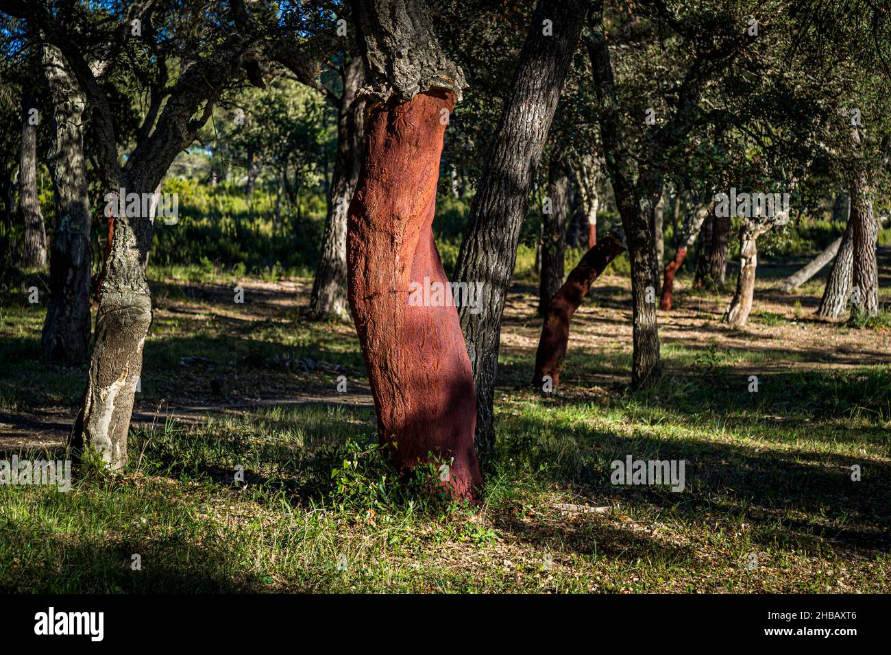 Peeled cork oak near Bormes-les-Mimosas, France Stock Photo