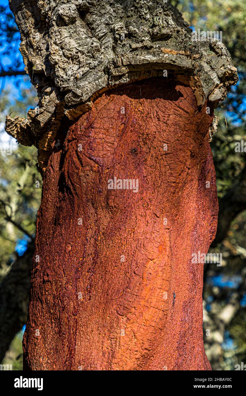 Peeled cork oak near Bormes-les-Mimosas, France Stock Photo