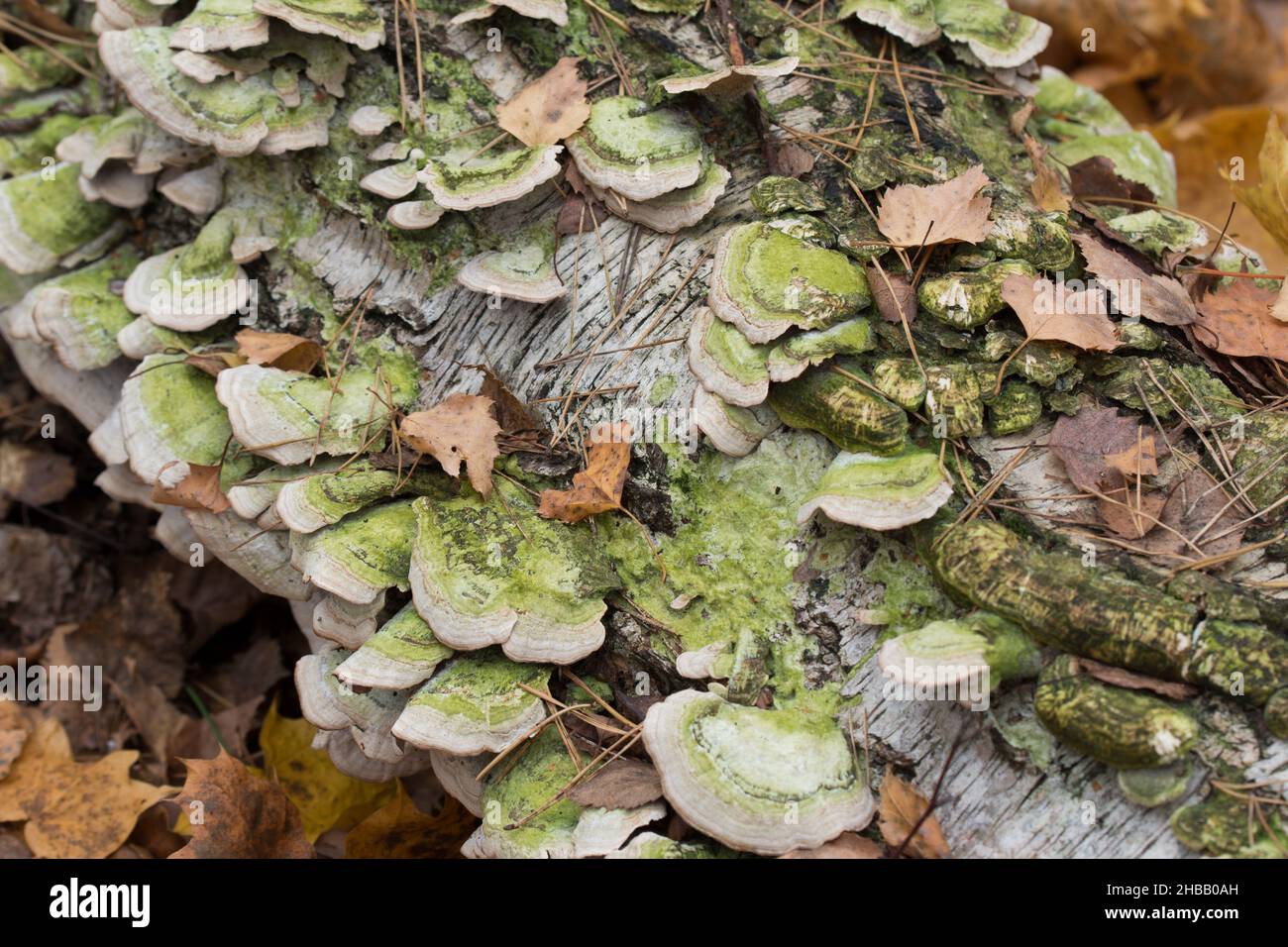 Trichaptum biforme,  poroid fungus on birch tree closeup selective focus Stock Photo