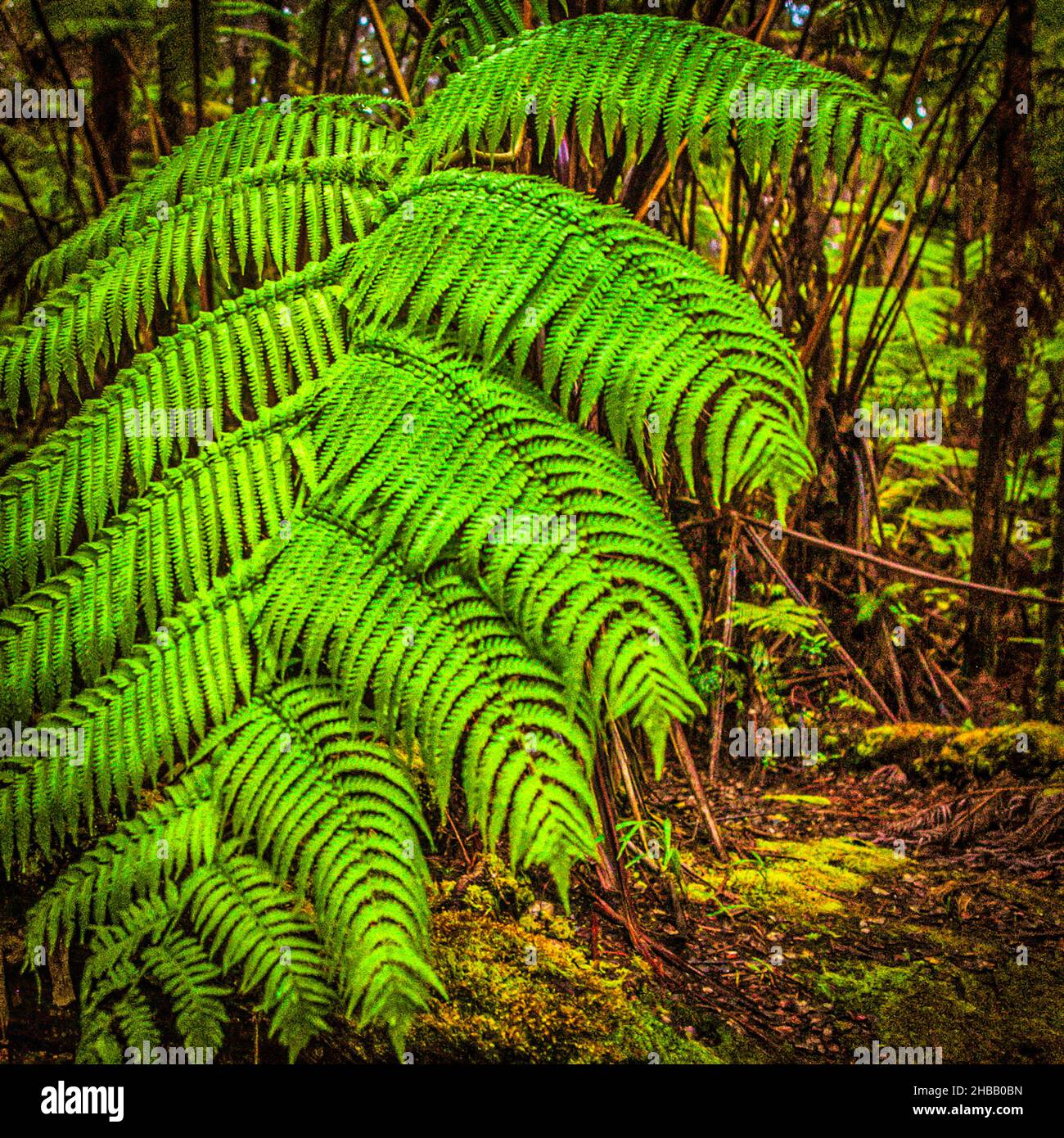 hawaii-big-island-forest-ferns-hi-res-stock-photography-and-images-alamy