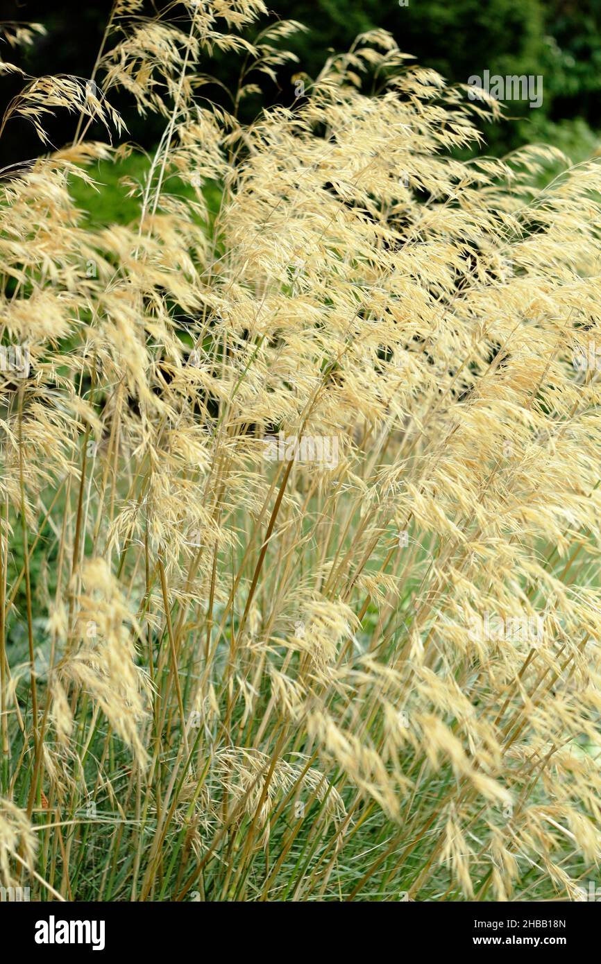 Stipa gigantea. Ornamental Giant feather grass in a UK autumn garden border UK Stock Photo