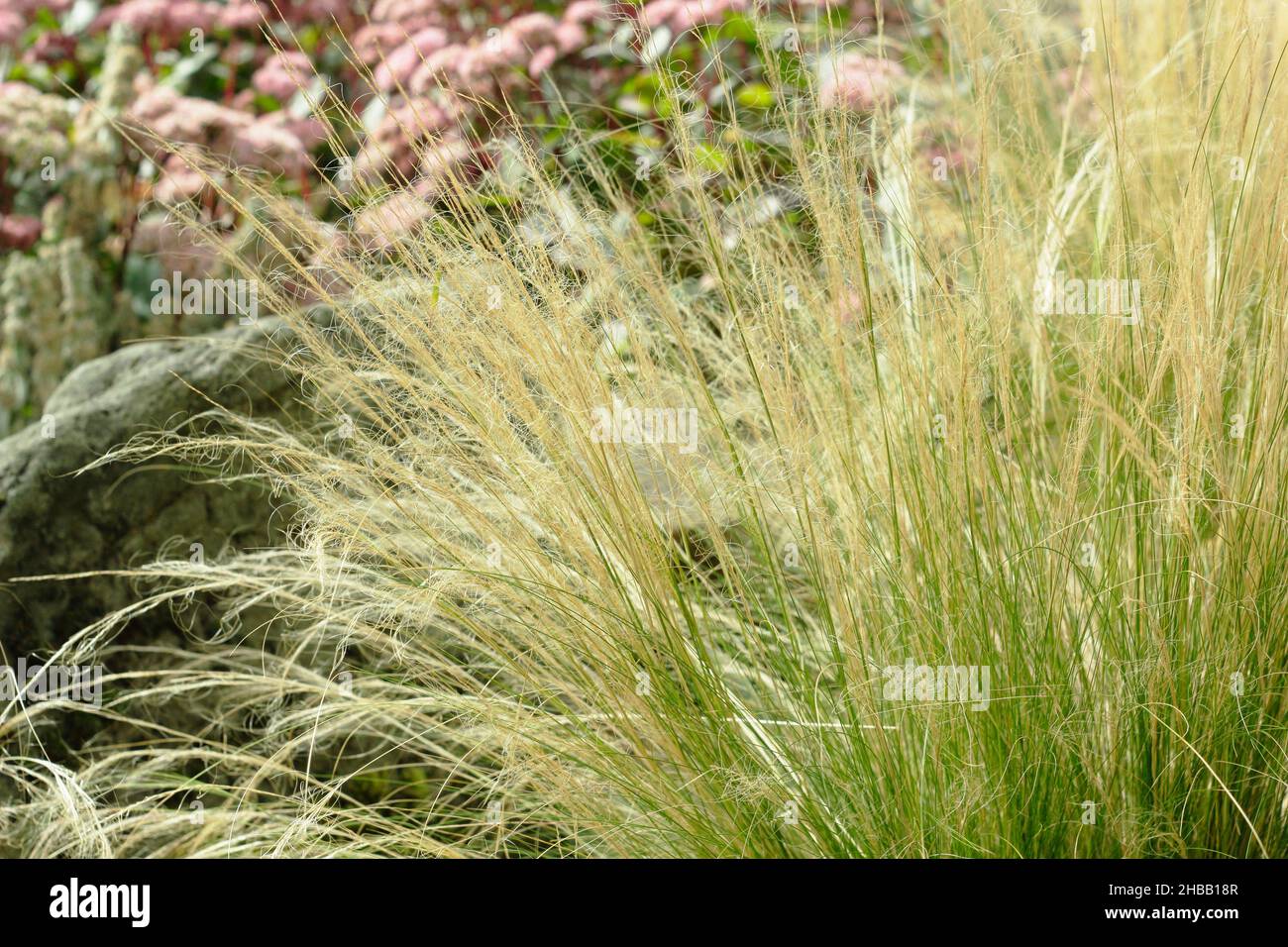 Stipa tenuissima. Ornamental Mexican feather grass seedheads arching over a garden border in autumn. UK Stock Photo