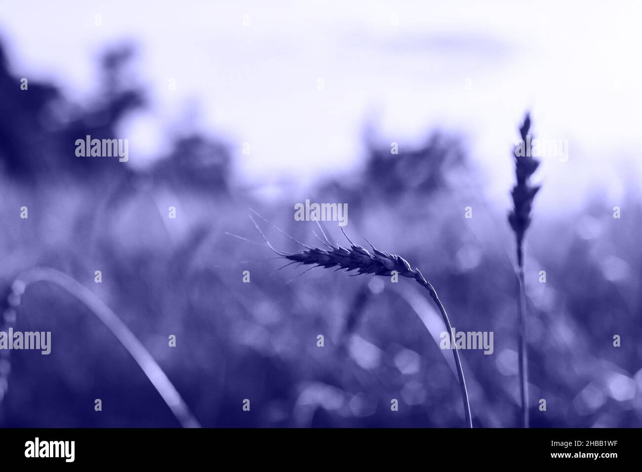 Spikelets gold color, backlit, natural summer background. Photo of wheat field at sunrise sun burst. glitter overlay. Color of the year 2022. Very per Stock Photo