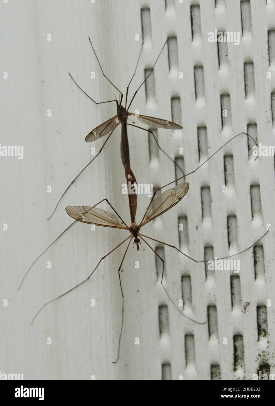 Is the UK really seeing a record daddy long legs invasion?, Insects