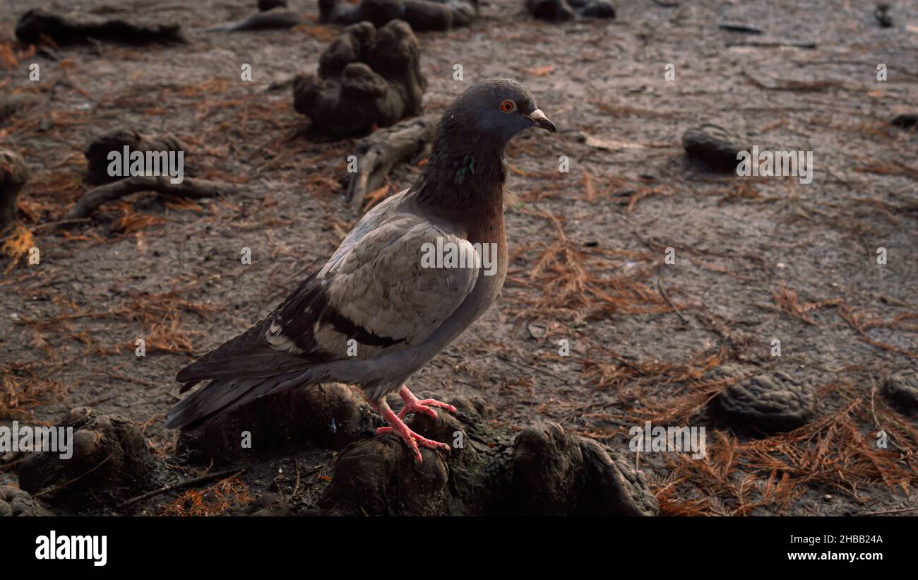 Close up image of a pigeon sitting on the ground. Stock Photo
