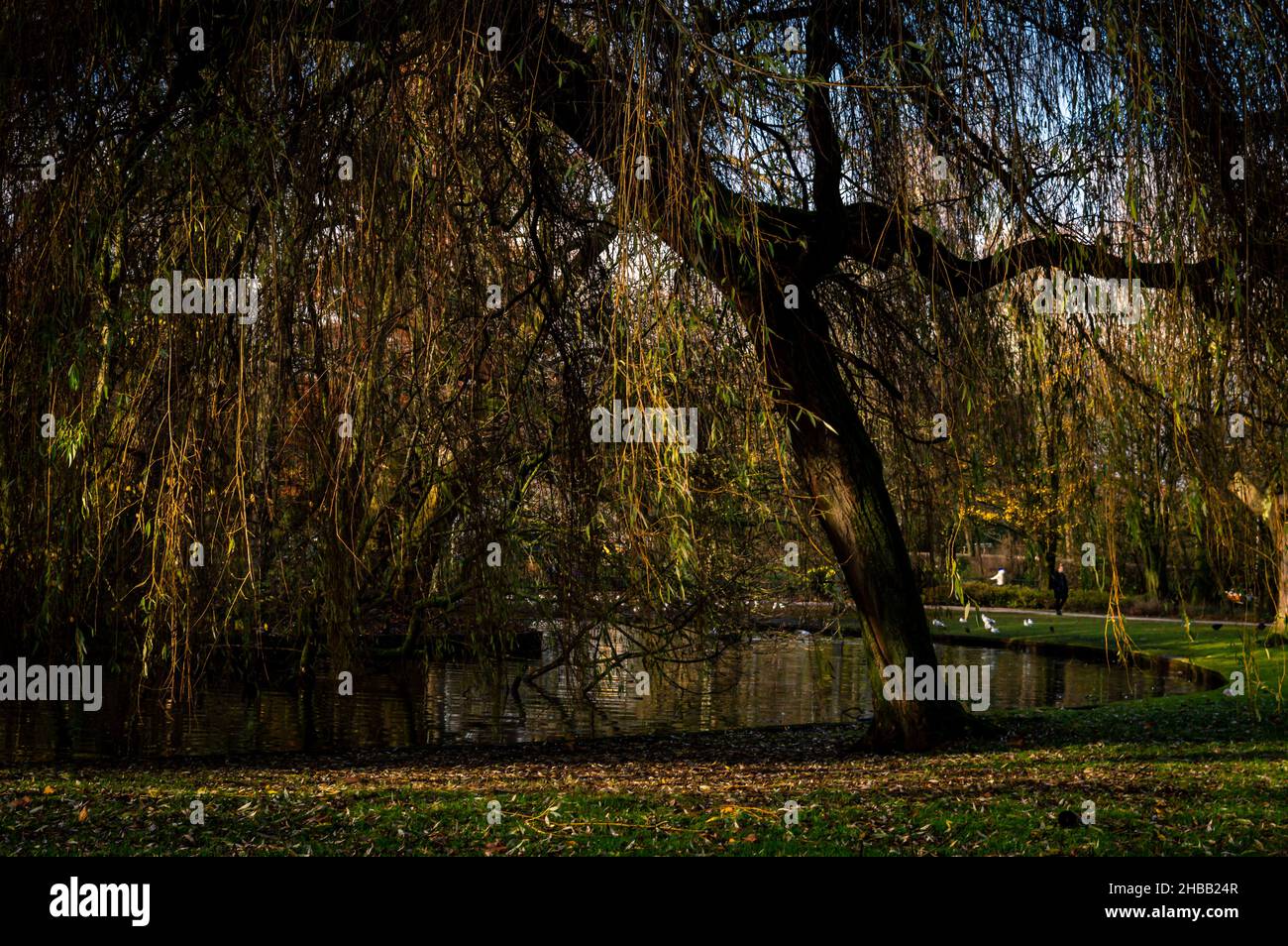Image of a weeping willow near a city park pond in the late winter sun Stock Photo