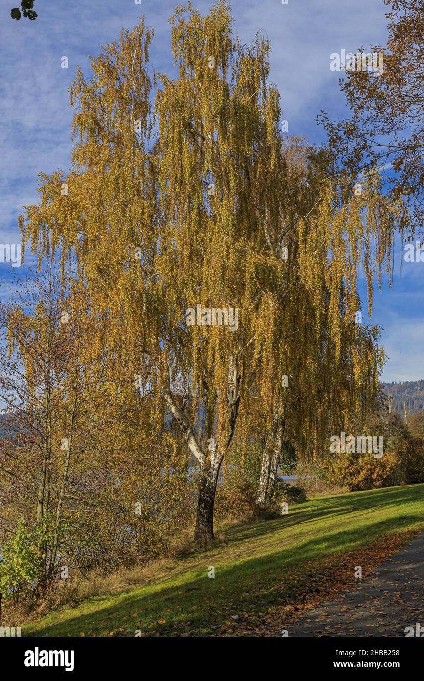 Weeping Birch In Autumn Leaves At Lake Weißenstadt Stock Photo Alamy
