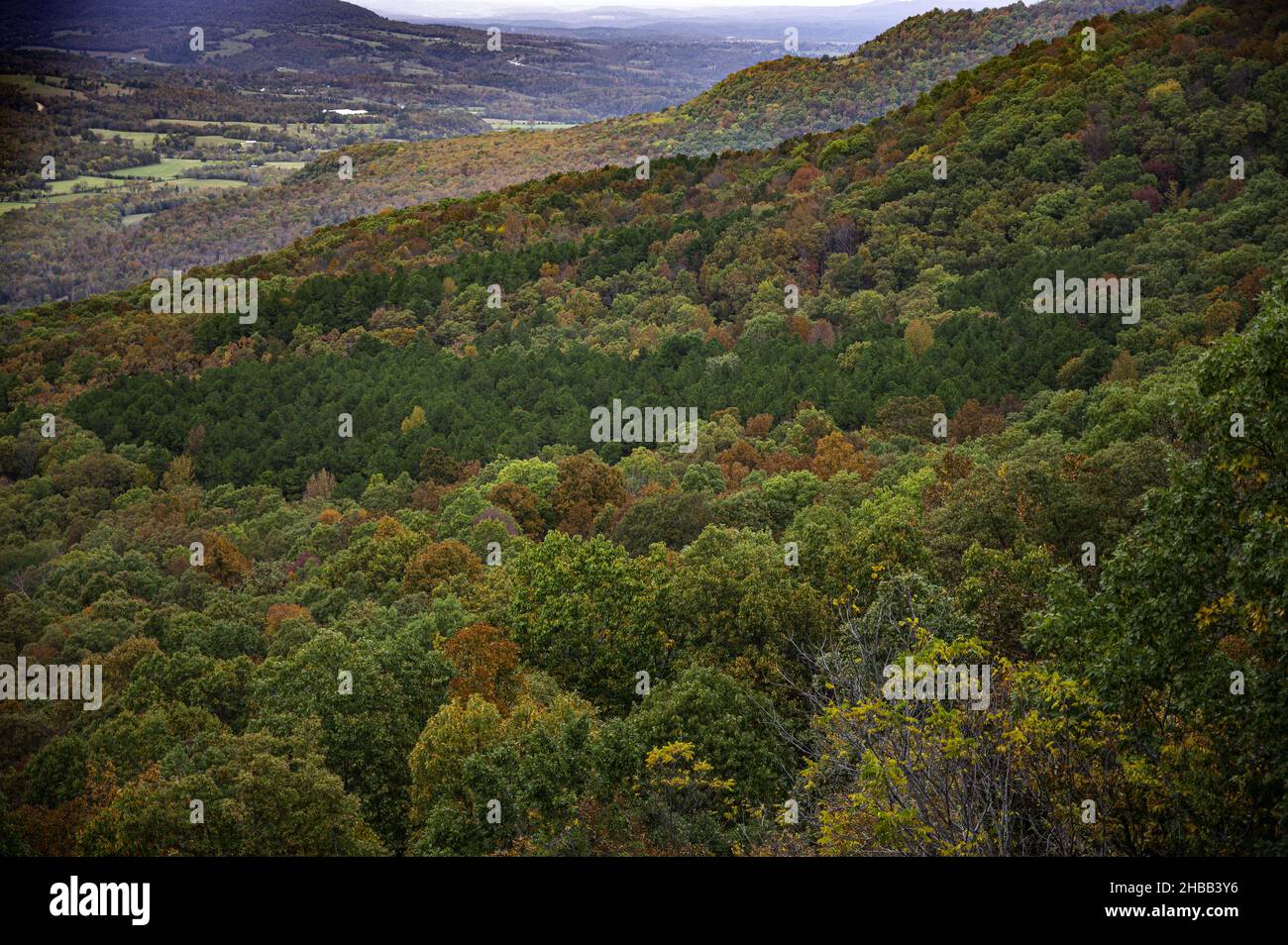 Aerial view of dense forest on a hill in the fall colors Stock Photo ...