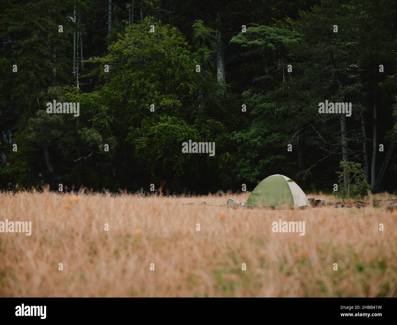 A lone tent wild camping in a woodland landscape in the West Highlands in Scotland - wilderness camping Stock Photo