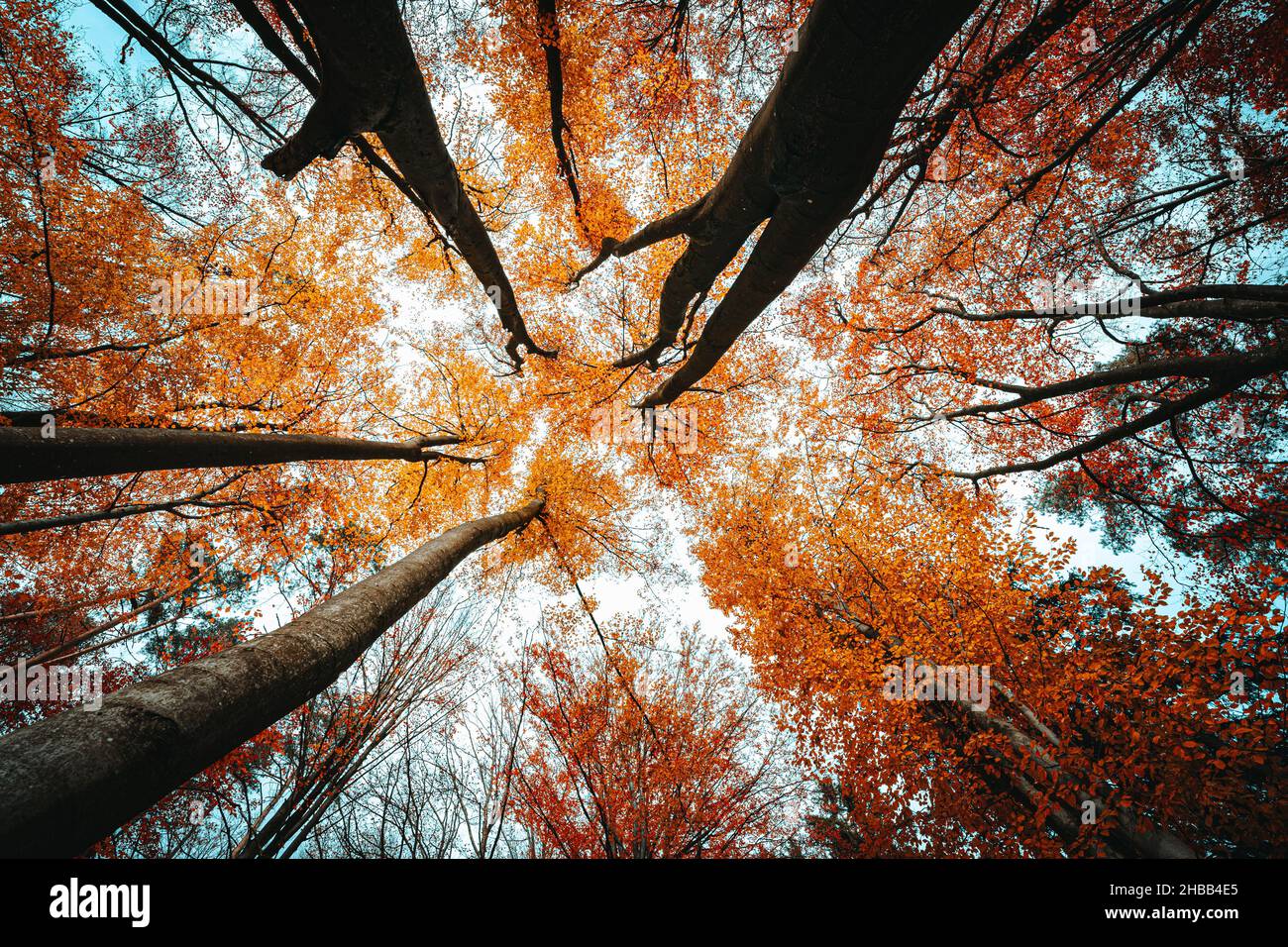 Low angle shot of the scenery of autumn nature with orange foliage in ...