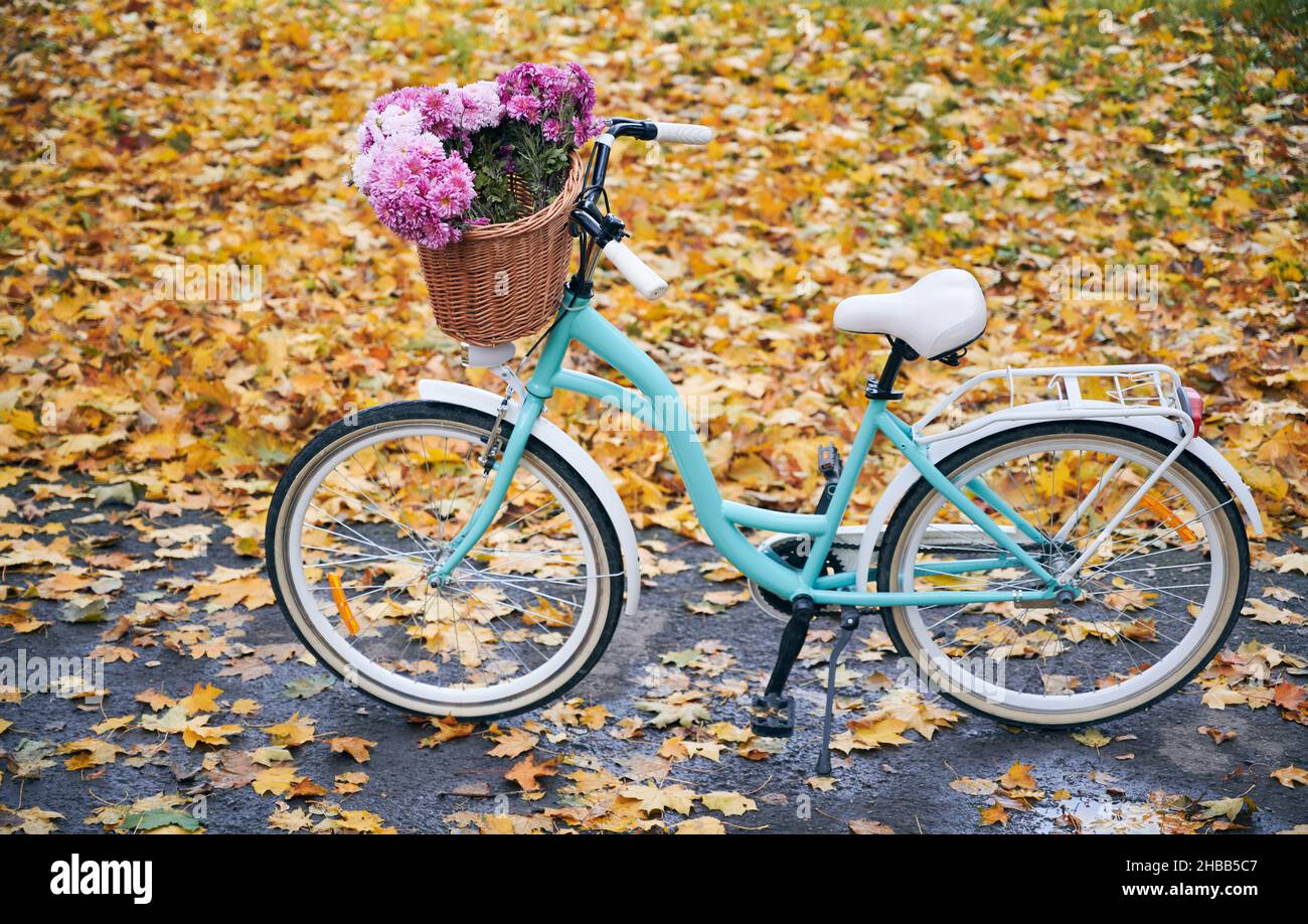 Classic women city bike with bouquet of pink flowers in front basket.  Female urban bicycle with flowers standing on asphalt with yellow autumn  leaves Stock Photo - Alamy