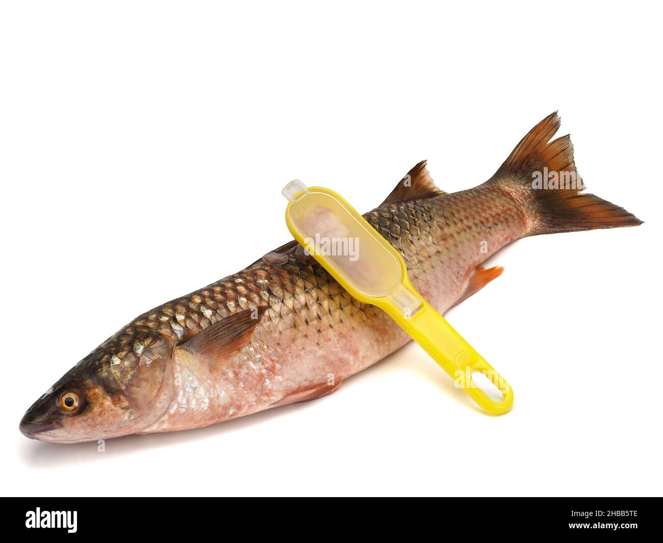 Red-finned mullet isolated on a white background Stock Photo