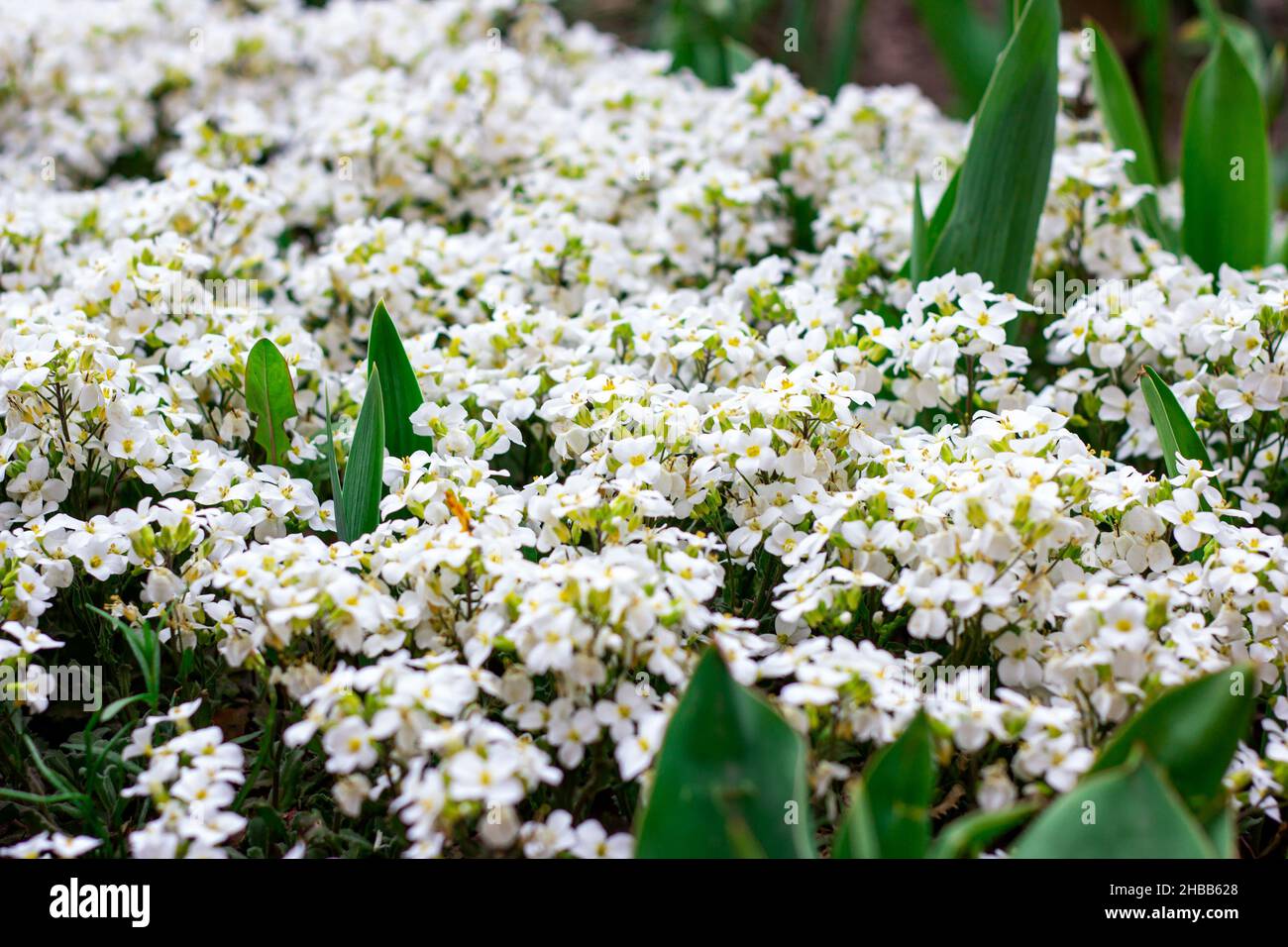 Fresh white Arabis caucasica blossoming flowers on green leaves background in the garden in spring season close up. Stock Photo