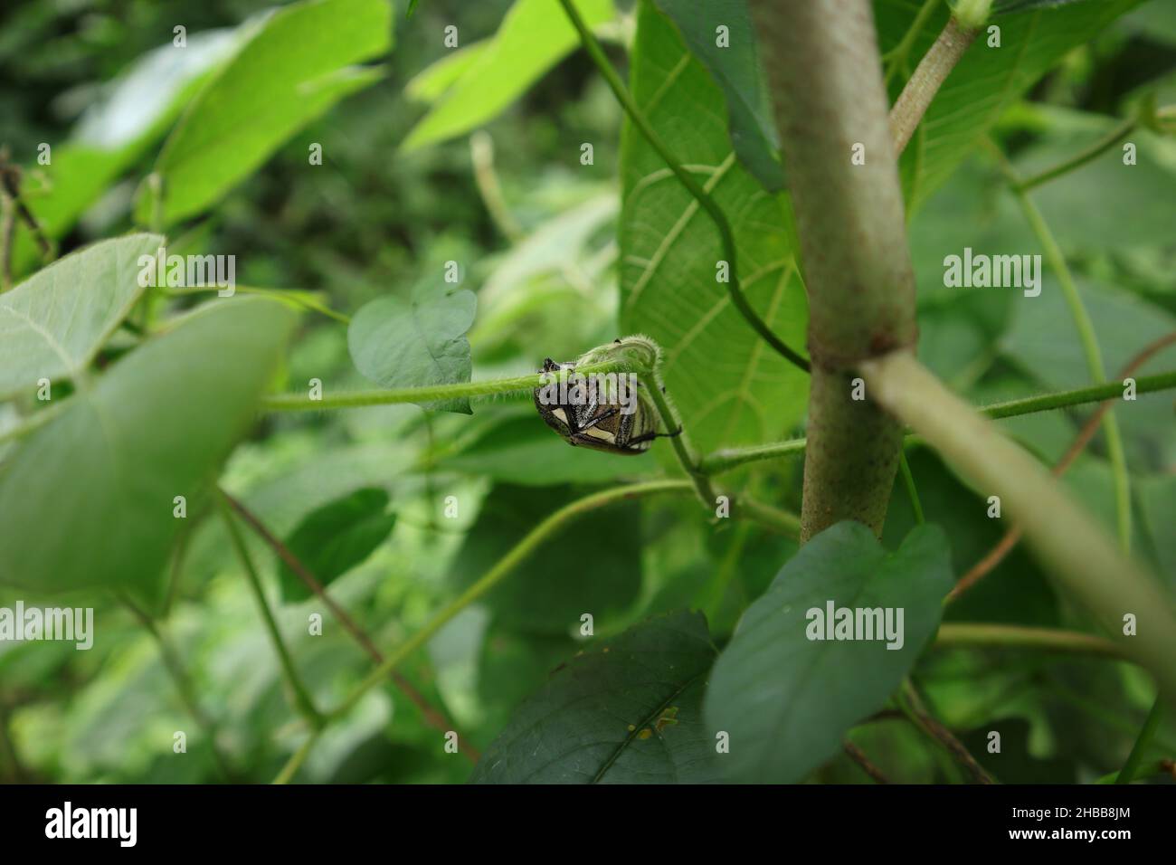 A Coconut Rhinoceros Beetle hugging a wild vine and rests on the day time Stock Photo