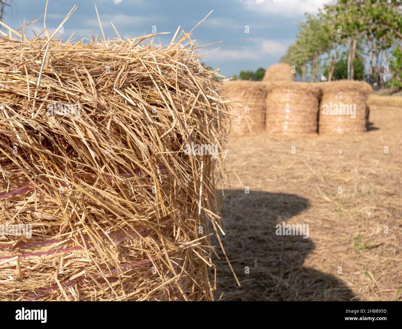a close up of rice straw with straw bales in the background Stock Photo