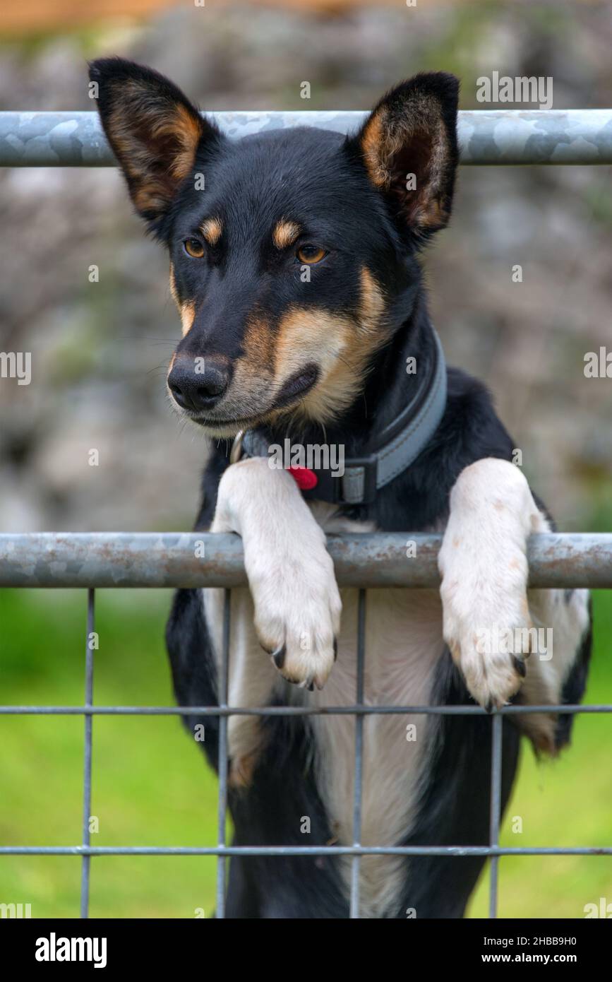 Welsh Sheepdog/Welsh Collie looking over gate Stock Photo