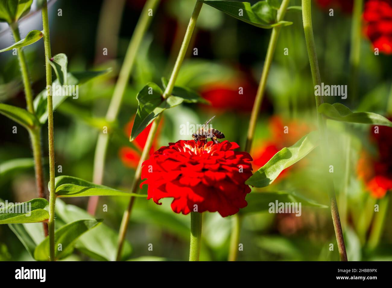 Pollinating bee on a red flower, close-up photo of a bumblebee Stock Photo