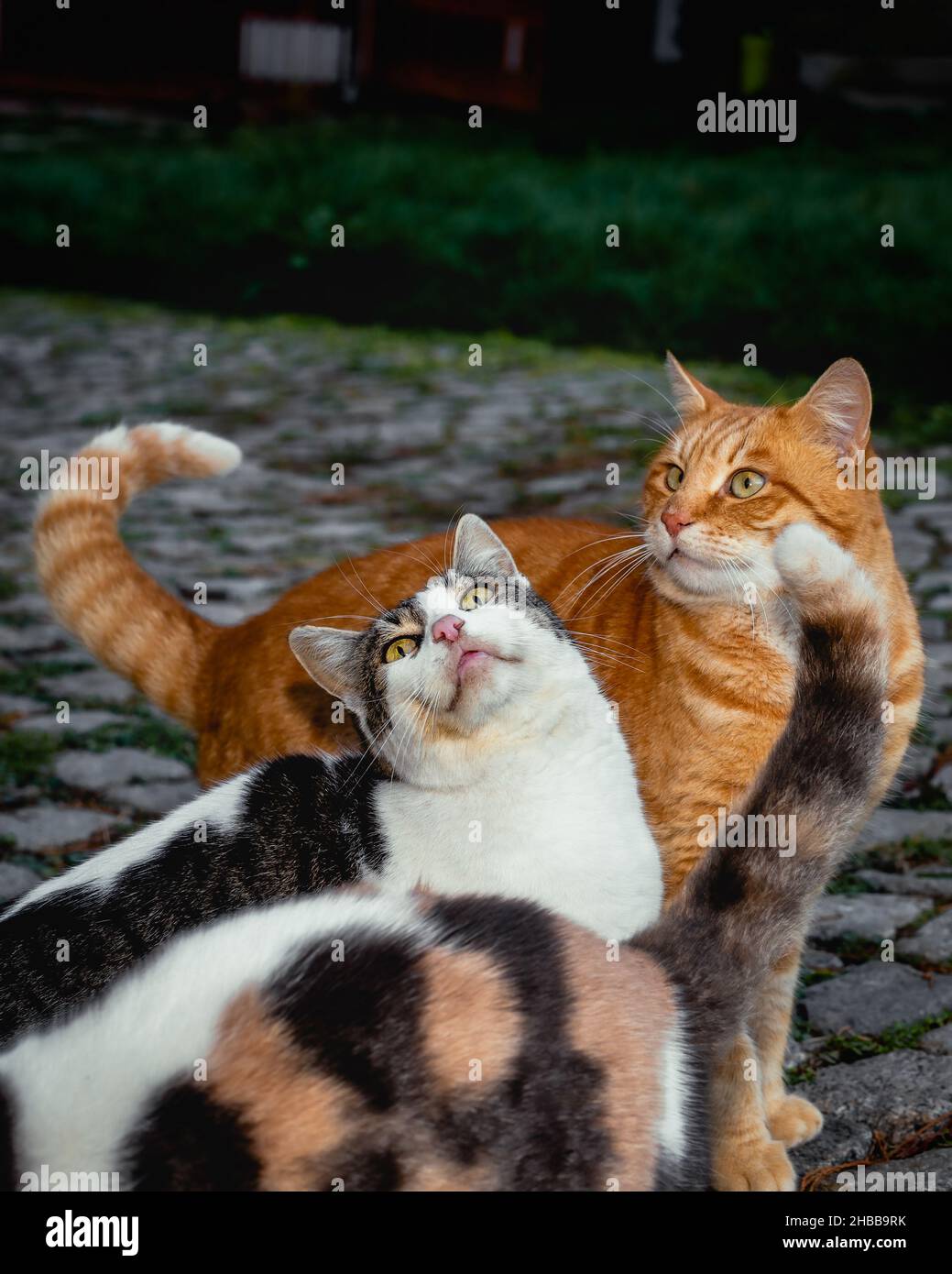 Three stray cats begging for food, close photo of few cats eating dry