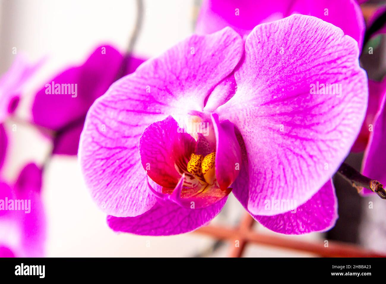 purple orchid flower with detailed texture of fiolet petals - phalaenopsis, selective focus Stock Photo