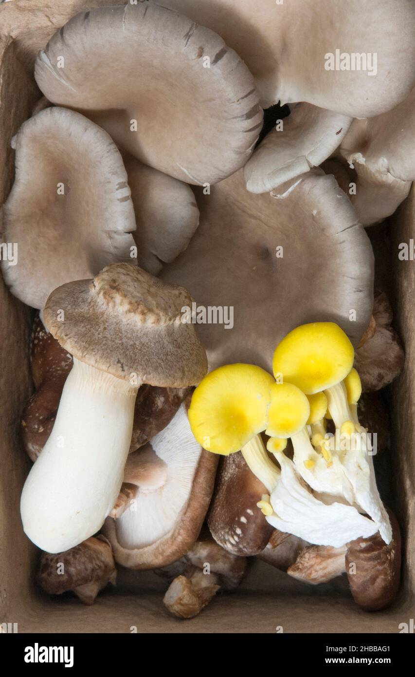 Selection of wild mushrooms, UK Stock Photo