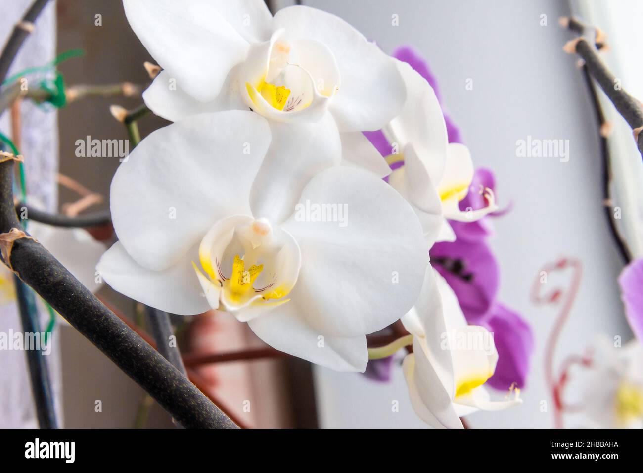 white orchid flowers in front, in the distance purple flowers of purple Phalaenopsis , selective focus Stock Photo